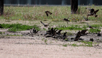 Cliff Swallows